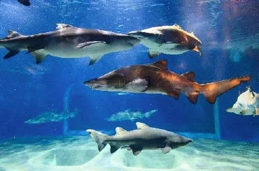 水槽を泳ぐサメ